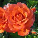 197_alegria_2_125.jpg