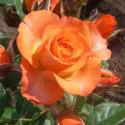 197_alegria_3_125.jpg