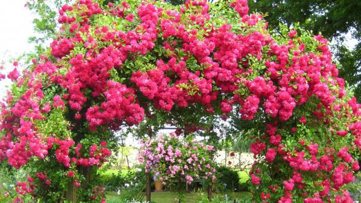1_super_excelsa_1_708.jpg