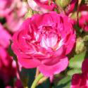 1_super_excelsa_3_125.jpg