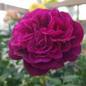 Heart's Delight
