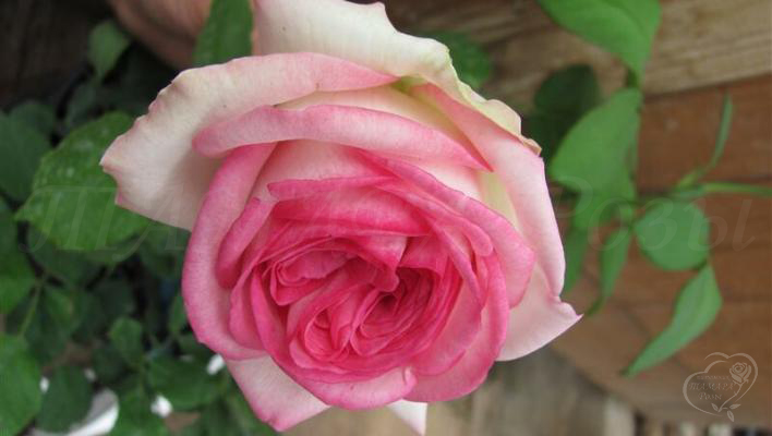 205_eden_rose_85_1_708.jpg