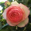 205_eden_rose_85_2_125.jpg