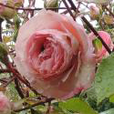 205_eden_rose_85_3_125.jpg