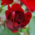 ROTER KORSAR
