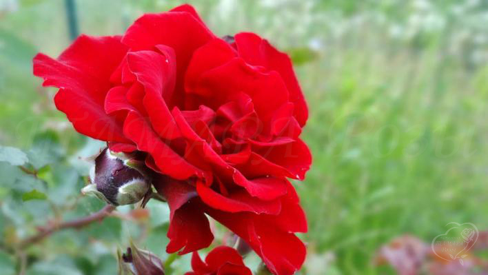206_roter_korsar_1_708.jpg