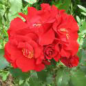 206_roter_korsar_2_125.jpg