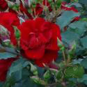 206_roter_korsar_3_125.jpg