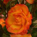 208_bonanza_2_125.jpg