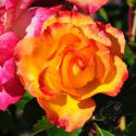 208_bonanza_3_125.jpg