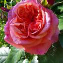 MARY ANN