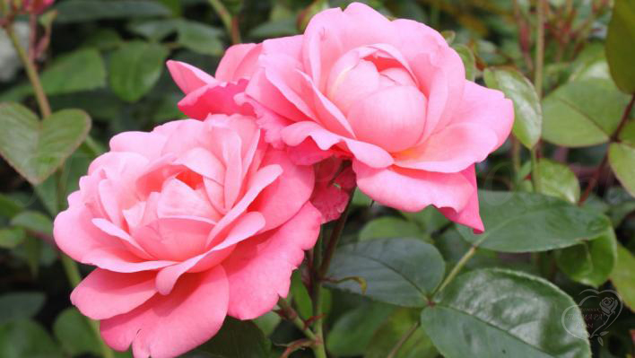 219_mein_schoner_garten_1_708.jpg