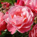 219_mein_schoner_garten_2_125.jpg