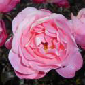 219_mein_schoner_garten_3_125.jpg