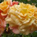 21_aloha_3_125.jpg