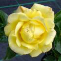 GELBER ENGEL