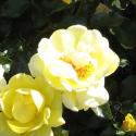 223_gelber_engel_3_125.jpg