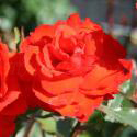 227_kordes_brilliant_2_125.jpg