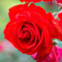 227_kordes_brilliant_3_125.jpg