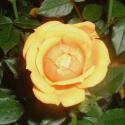 AMBER NECTAR