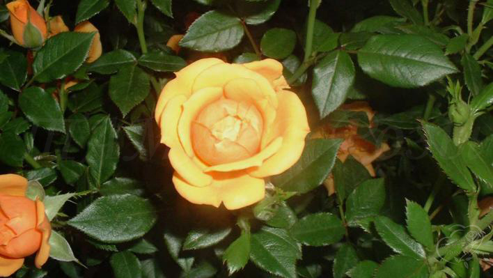 228_amber_nectar_1_708.jpg