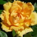 228_amber_nectar_2_125.jpg