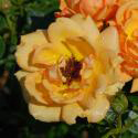 228_amber_nectar_3_125.jpg