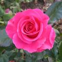 ROMANZE