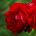 231_lilli_marleen_2_125.jpg