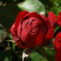 231_lilli_marleen_3_125.jpg
