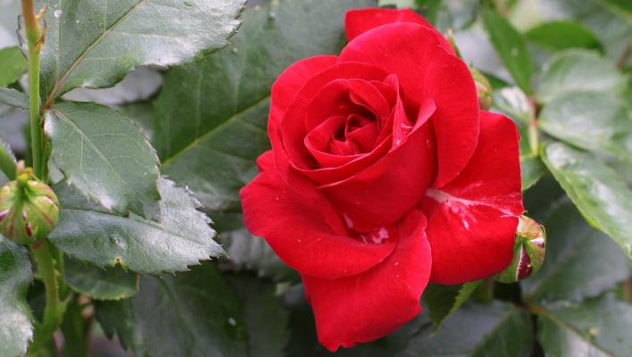 237_allotria_1_708.jpg