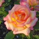 240_red_gold_2_125.jpg