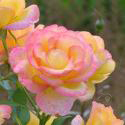 240_red_gold_3_125.jpg