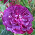 BLEU MAGENTA