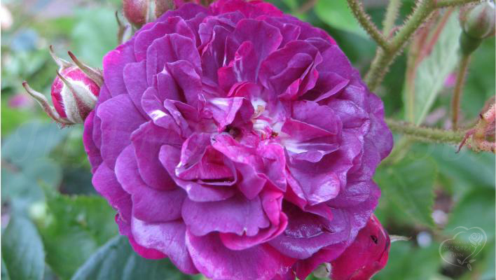 249_bleu_magenta_1_708.jpg