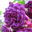 249_bleu_magenta_2_125.jpg