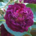 249_bleu_magenta_3_125.jpg