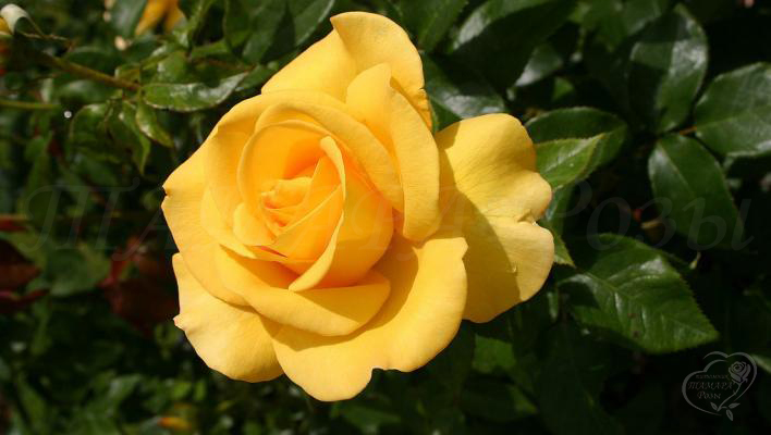 259_keep_smiling_1_708.jpg