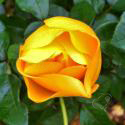 259_keep_smiling_2_125.jpg