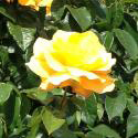 259_keep_smiling_3_125.jpg