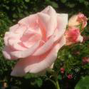 263_flamingo_2_125.jpg