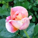 263_flamingo_3_125.jpg