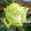 266_lemonade_3_125.jpg