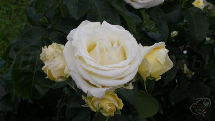 267_chopin_1_708.jpg