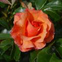 Aprikola