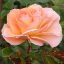 Sangerhauser Jubilaumsrose