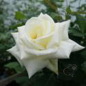 WHITE COCKADE (Вайт Кокейд)