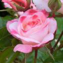 270_rosenstadt_freising_2_125.jpg