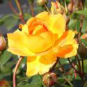 GOLDELSE
