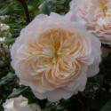 CROCUS ROSE